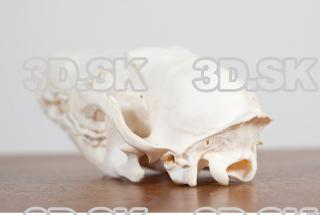Skull photo reference 0074